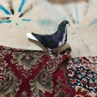 کبوتر پلاکی|پرنده|شیراز, احمدآباد|دیوار