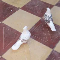 کبوتر گرده دار پلنگ