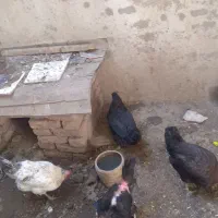 ۴ مرغ تخم گذار|حیوانات مزرعه|خوی, |دیوار