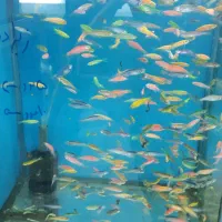 انواع ماهی گیاه خوار و گوشت خوار جدید|ماهی|کرمان, |دیوار