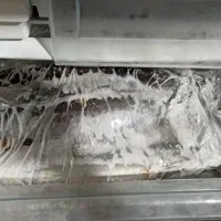 ماهی شیرجنوب