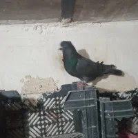 کبوتر نر|پرنده|اردبیل, |دیوار