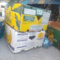 کارتن موزی خالی