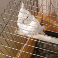 عروس هلندی آلبینو نر حلقه پا معاوضه