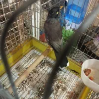 مرغ مینا زیبا باهوش|پرنده|فسا, |دیوار