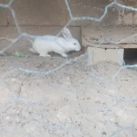 خرگوش 4ماهه باتخفیف|موش و خرگوش|شوشتر, |دیوار