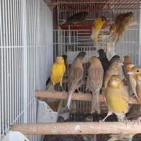 قناری نروماده پرستار|پرنده|اندیشه, اندیشه فاز ۱|دیوار