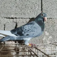 نربازرگان نشسته