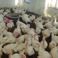 بوقلمون‌بیوتی‌گوشتی(به خاطرعیالم آتیش زدم به مالم)