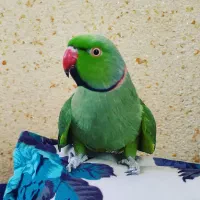 طوطی ملنگو نر