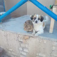 سگ پاکوتاه گم شده .حیوان نر