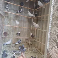جوجه کفتر پرشی|پرنده|تهران, حافظیه|دیوار