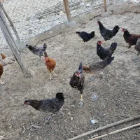 جوجه نر و ماده محلی اصل|حیوانات مزرعه|جم, |دیوار