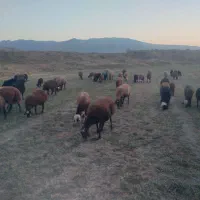 گوسفند میش بره نر