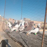 کفت پرشی