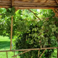 اجاره سالیانه باغ ویلای شهرکی در زیبادشت|اجارهٔ خانه و ویلا|محمدشهر, زیبادشت|دیوار