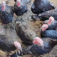 بوقلمون‌محلی