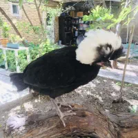 فریح جوجه لهستانی سرسفید