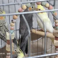 ۷‌عدد‌عروس‌هلندی