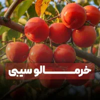 فروش نهال خرمالو با ضمانت ۵ ساله