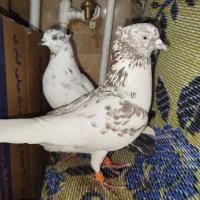 کفتر پرشی کاکلی