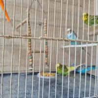 مرغ عشق و قفس