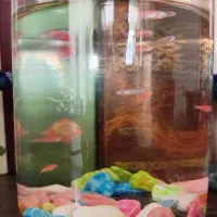 ۹ عدد ماهای زبرا