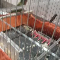 پرنده