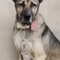 سگ سراب اصل