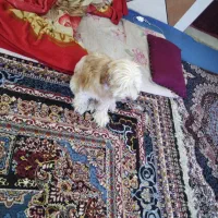 سگ شیتزو