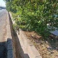 برش انواع چوپ به بالاترین قیمت