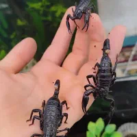 آکواریوم ماهی|ماهی|اردبیل, |دیوار