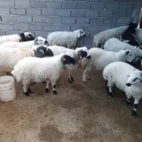 یک راس بره بر چاق و سرحال محلی