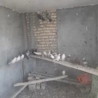 کبوتر|پرنده|معصومیه, |دیوار
