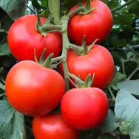 گوجه گلخانه ایی