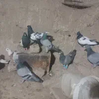 انواع کبوتر|پرنده|کرمان, |دیوار