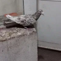 سار سرور شکلاتی نر