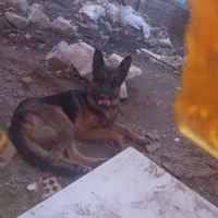 سگ ژرمن|سگ|بیرجند, |دیوار