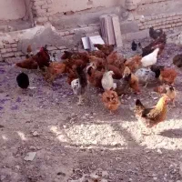 ۵۰تا مرغ طاقچه تخم گذار|حیوانات مزرعه|تربت جام, جامرود|دیوار