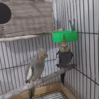 جفت عروس هلندی مولد وسخنگو|پرنده|بومهن, |دیوار