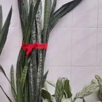 گل سانسوریا