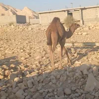 شتر زاییده هاشی جنس نر آروم سواری بندی|حیوانات مزرعه|لار, |دیوار