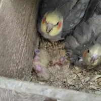 عروس هلندی جفت