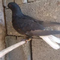 کفتر معاوضه