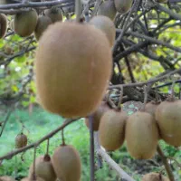 کیوی هایوارد|خوردنی و آشامیدنی|چابکسر, |دیوار