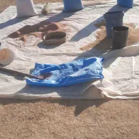 گندم پیشگام ،تمیز، بدون کاکل و علف