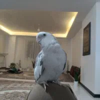 عروس هلندی