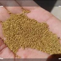 بذر یونجه رنجر همدانی