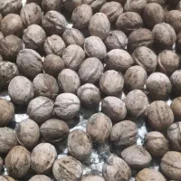 گردو کهمان