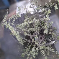 گلهای خانگی|گل و گیاه طبیعی|رشت, علی آباد|دیوار